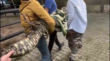 Baskın Yapılan Evde Nil Timsahı ve Anakonda Yılanı Ele Geçirildi