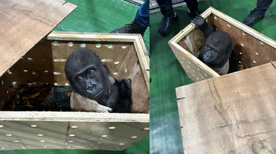 Gümrük Muhafaza Ekipleri Havalimanında Goril Ele Geçirdi