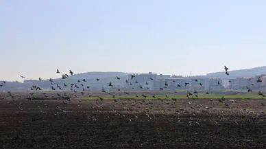 Kahramanmaraş'ta güvercinlerden görsel şölen
