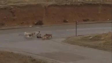 Başıboş Köpekler Yere Yatırdıkları Vatandaşı Defalarca Isırdı