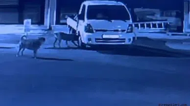 Sokak köpekleri park halindeki kamyoneti parçaladı