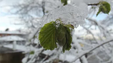 Kahramanmaraş’ta Zirai Don Uyarısı!