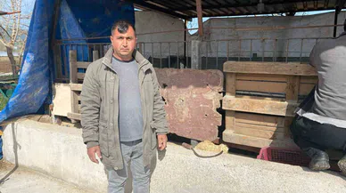 Koyunları Telef Eden Sokak Köpekleri Ahırda Uyuyakaldı