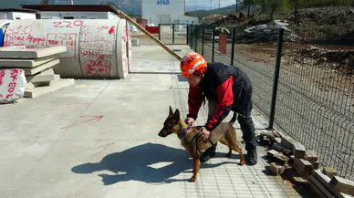 Enkazın Kahramanı Arama Kurtarma Köpeği Tayga Görev Başında
