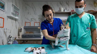 Camiye Sığınan Kedi ve Yavruları Koruma Altına Alındı