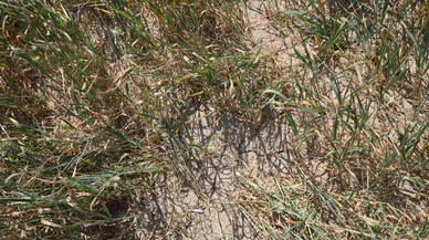 Adana'da Üzücü Manzara: Kuraklık ve Susuzluk Buğdayı Büyümeden Tarlada Kuruttu