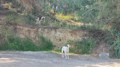 Köpekler Başıboş Gezmeye Devam Ediyor