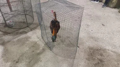 Horoz dövüşü yapılan adrese baskın: 14 gözaltı