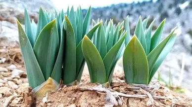 Kahramanmaraş’ta Çiriş Otu Sezonu Başladı