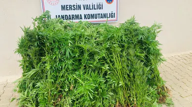 Jandarma baskınıyla ortaya çıktı: Evinin bahçesini uyuşturucu tarlasına çevirmiş