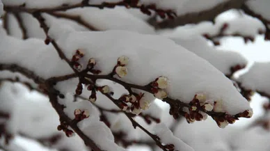 Çiçek açan erik ağaçları karla birleşince kartpostallık görüntüler çıktı