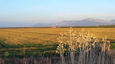 Buğdayı Don ve Kuraklık Vurdu