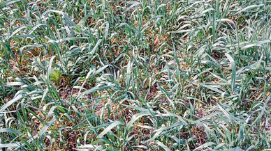 Hatay'da Yaşanan Kuraklık Amik Ovası'nda Üretimi Olumsuz Etkileyecek