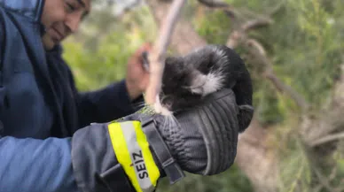 Ağaçta Mahsur Kalan Kediyi İtfaiye Kurtardı