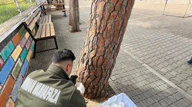 Terminatör Böcekler Doğaya Bırakıldı