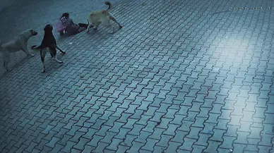 10 yaşındaki öğrenci köpeklerin saldırısını sıyrıklarla atlattı