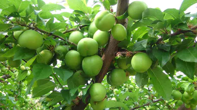 Hasada 8 bin TL ile başlanan erikte fiyat 400 TL’ye kadar düştü