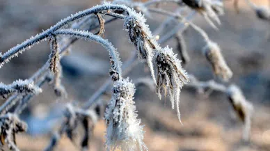Meteorolojiden Kahramanmaraş’a Zirai Don Uyarısı!