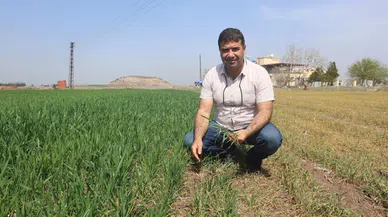 Kuraklık Uyarısı: Amik Ovası'nda Verim Kaybı ve İkinci Ürün Ekimi