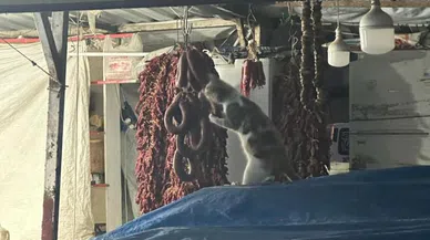 Şarküteri tezgahında sucuğun tadını çıkaran kedi