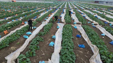 Kuraklık nedeniyle hasadına geç başlanan kabak tarladan 50 TL'den alıcı buluyor