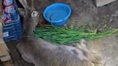 Yaralı Ceylan Tedavi Altına Alındı