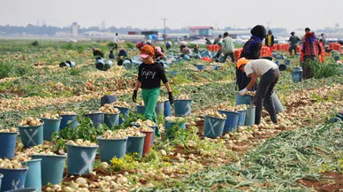 Tarlada soğan fiyatı 7-8 liraya kadar düştü