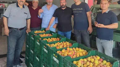 Kayısıda ilk hasat yapıldı: 500 TL'den alıcı buldu