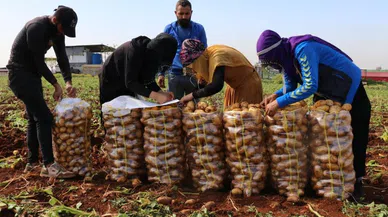 Turfanda patateste hasat başladı