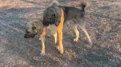 Köpekler acımasızca dövüştürüldü