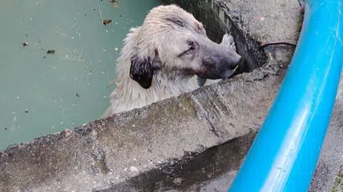 Sulama Kanalına Düşen Köpeği İtfaiye Kurtardı