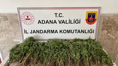 712 Kök Hint Keneviri Ele Geçirildi