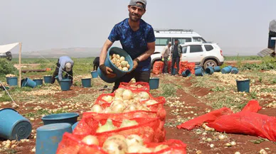 Amik Ovası’nda bereketli soğan hasadı