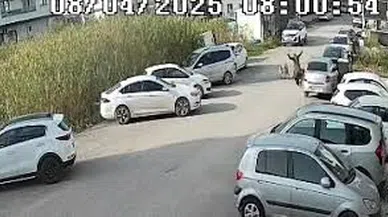 Sokak köpeklerinin saldırdığı yaşlı kadın yaralandı