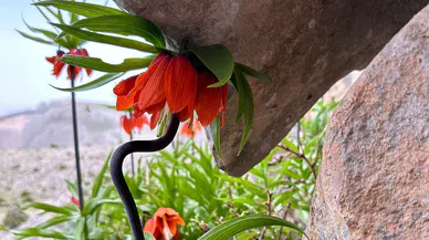 Doğanın Nadir Mucizesi: Afşin’de Ters Lale Mevsimi