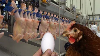 Tavuk ve yumurtada doğru bilinen yanlışlar