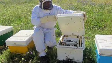 Mersin'de Zamansız İlaçlama Arı Ölümlerine Yol Açtı