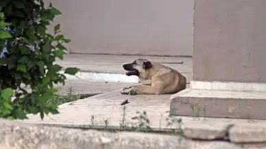 Sokakta Oynayan Çocuk Köpek Saldırısında Yaralandı