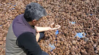 Andırın Kızılçam Tohumları Geleceğe Nefes Olacak