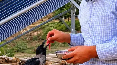 Kahramanmaraş’ta Yaralı Kargaya Şefkat Eli