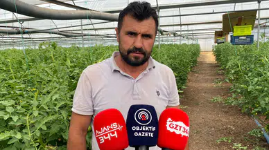 Sera Domatesinde Yoğun Bakım Dönemi