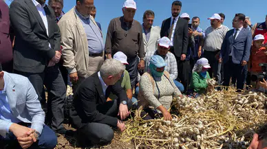 Pazarcık Sarımsağına Tescil İçin İlk Adım Atıldı