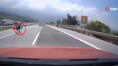 Otobanda Yola Fırlayan Angus Trafiği Felç Etti