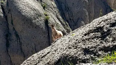 Andırın’da Dağ Keçisi Kameralara Yansıdı