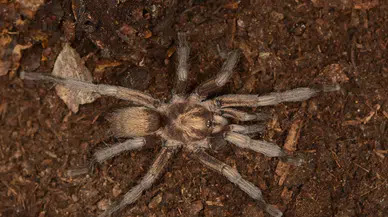 2 Bin 500 Yıllık Tarantula Gizemi Türkiye'de Çözüldü