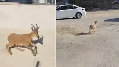 Dağ keçileri sitenin bahçesine indi