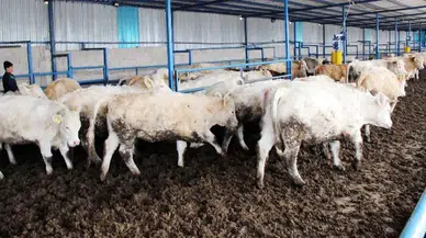 Hayvancılık Desteğinde Son 4 Gün! Başvurular Bitiyor