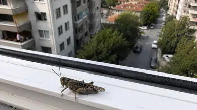 İstanbul'daki Dev Çekirgelerin Sırrı Ne? Uzmanlar Neden Bir Anda Çoğaldıklarını Anlattı