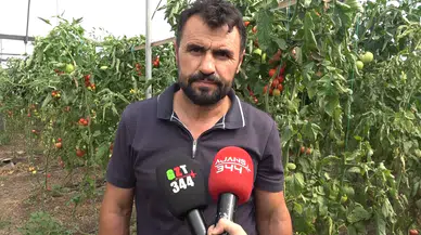 Kahramanmaraş'ta Seradan Türkiye'ye Pembe Domates Sevkiyatı Başladı