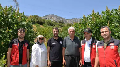 Kahramanmaraş'ta 22 Bin Sumak Fidanı Verime Geçti